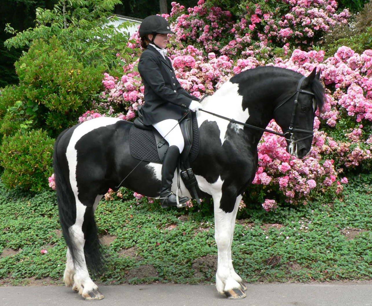 Orca - Pinto Friesian Stallion